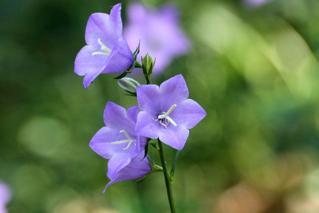 Campanula persicifolia / Campanula con foglie di pesco